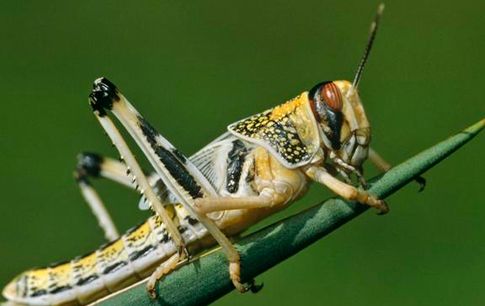 Σμήνος ακρίδων σαρώνει την Αίγυπτο σαν την όγδοη πληγή του φαραώ